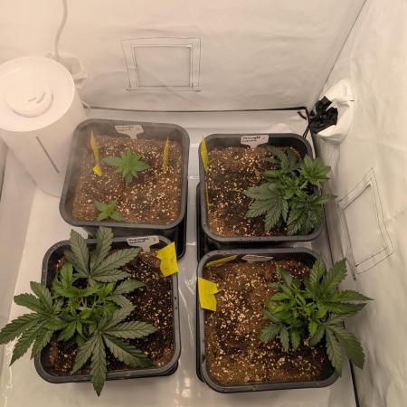 Midnight Express Doinks Test