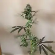 Star Spangled Banner - Night Owl Seeds