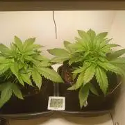 Guava Runtz Auto closet grow