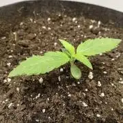 Guava Runtz Auto closet grow