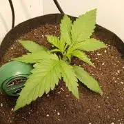Guava Runtz Auto closet grow