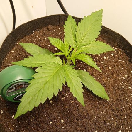 Guava Runtz Auto closet grow