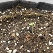Guava Runtz Auto closet grow