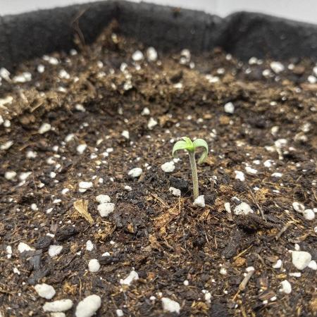 Guava Runtz Auto closet grow