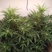 Guava Runtz Auto closet grow