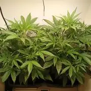 Guava Runtz Auto closet grow