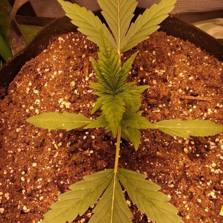 Triple G Good Genetix/cannacomunity