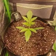 Triple G Good Genetix