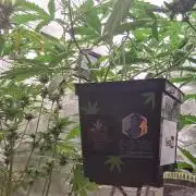Der Anbauer comgrow