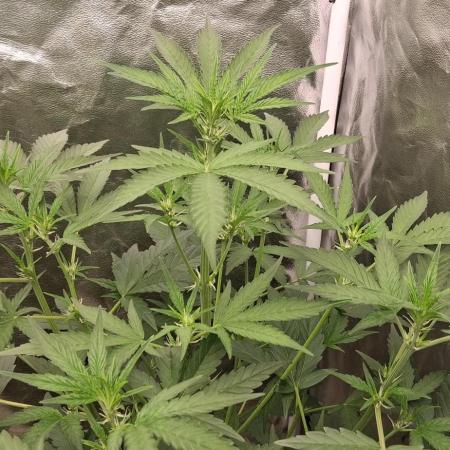 Triple G Good Genetix/cannacomunity