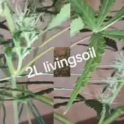 Der Anbauer comgrow