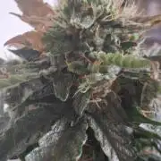 Hubabreeding