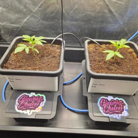 Grower choice frozen cherry runtz