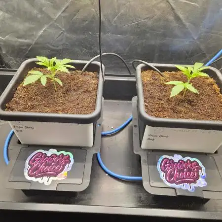 Grower choice frozen cherry runtz