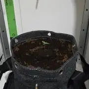 Indoor Vgrow Grape Pop Rocks Autoflower