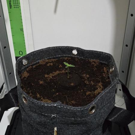 Indoor Vgrow Grape Pop Rocks Autoflower