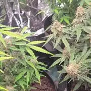 I made mistakes I know