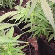 I made mistakes I know