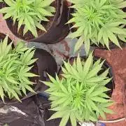 I made mistakes I know