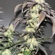 Home Growers Agri-Kultural 420 club