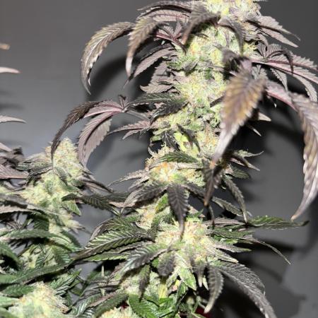 Home Growers Agri-Kultural 420 club