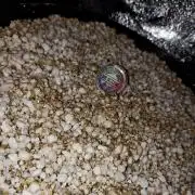 Oracle Edge Tetraploid