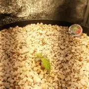 Oracle Edge Tetraploid