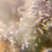 Black muffin, Tropicana poision