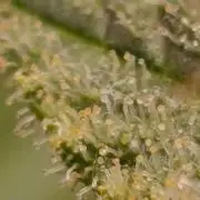Ice critical Special Queen
