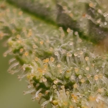 Ice critical Special Queen