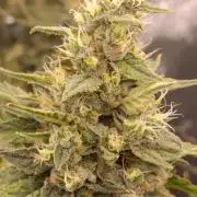 Black muffin, Tropicana poision