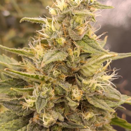 Black muffin, Tropicana poision