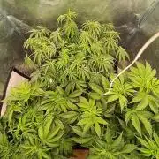 Black muffin, Tropicana poision