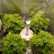 Ice critical Special Queen