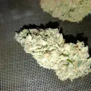 Black muffin, Tropicana poision