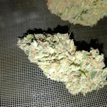 Black muffin, Tropicana poision