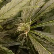 Black muffin, Tropicana poision