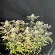 Mixed 4 pack