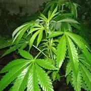 E.SkunkHaze x HinduKush Organic Regular