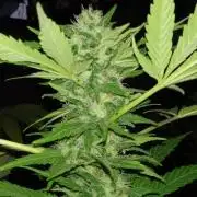 E.SkunkHaze x HinduKush Organic Regular