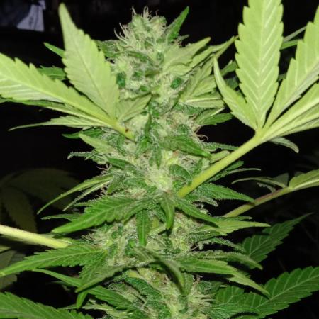 E.SkunkHaze x HinduKush Organic Regular