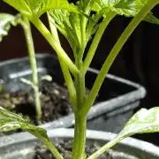 E.SkunkHaze x HinduKush Organic Regular