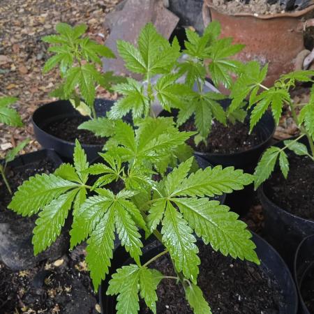 E.SkunkHaze x HinduKush Organic Regular