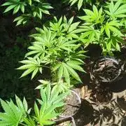 E.SkunkHaze x HinduKush Organic Regular