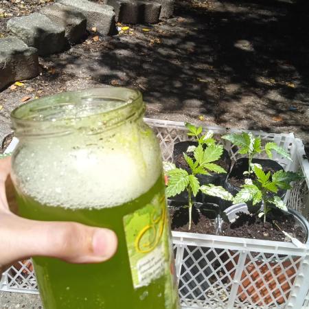 E.SkunkHaze x HinduKush Organic Regular