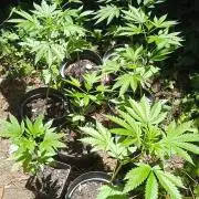 E.SkunkHaze x HinduKush Organic Regular