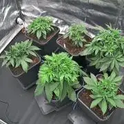 Grow #3 Fastbuds + Mephisto