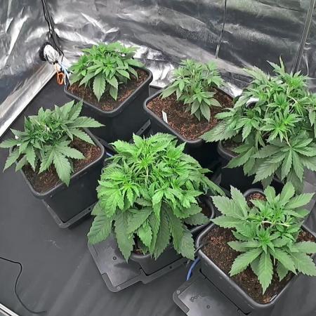 Grow #3 Fastbuds + Mephisto