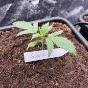 Grow #3 Fastbuds + Mephisto