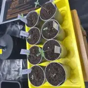 Grow #3 Fastbuds + Mephisto